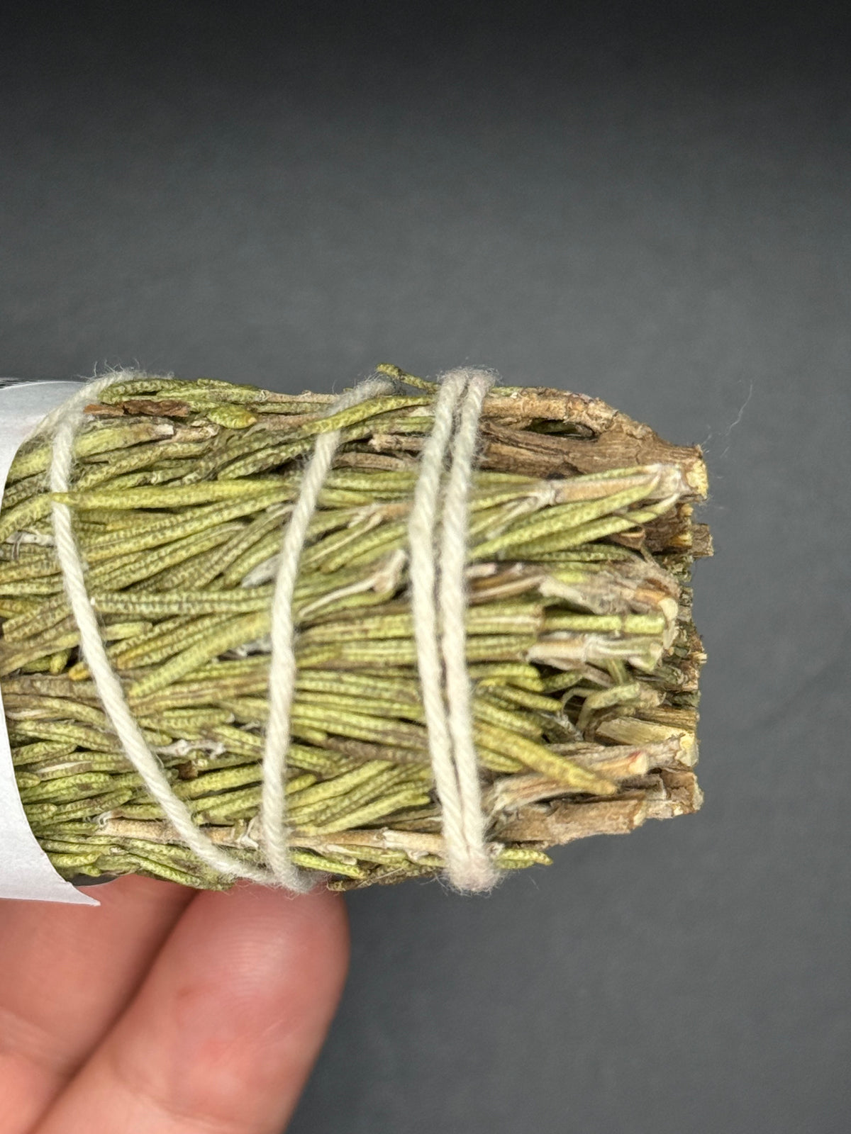 Rosemary (4inch & 6inch)