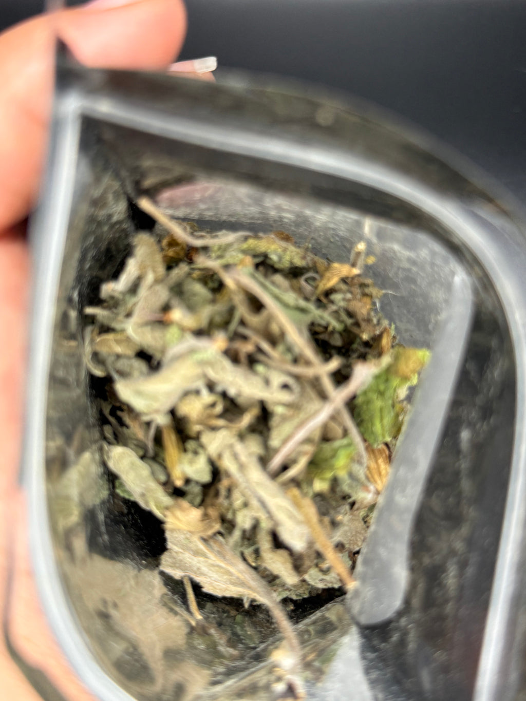 Garden Sage