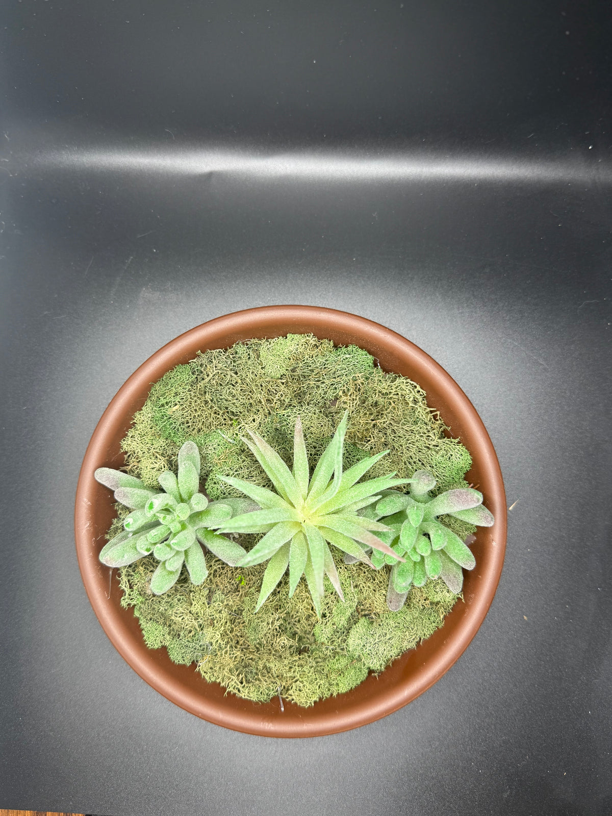 Crystal intention garden  ￼